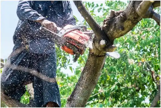 tree services Webster